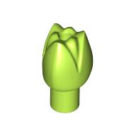 Plant, Flower, Tulip (5903)