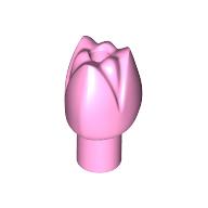 Plant, Flower, Tulip (5903)