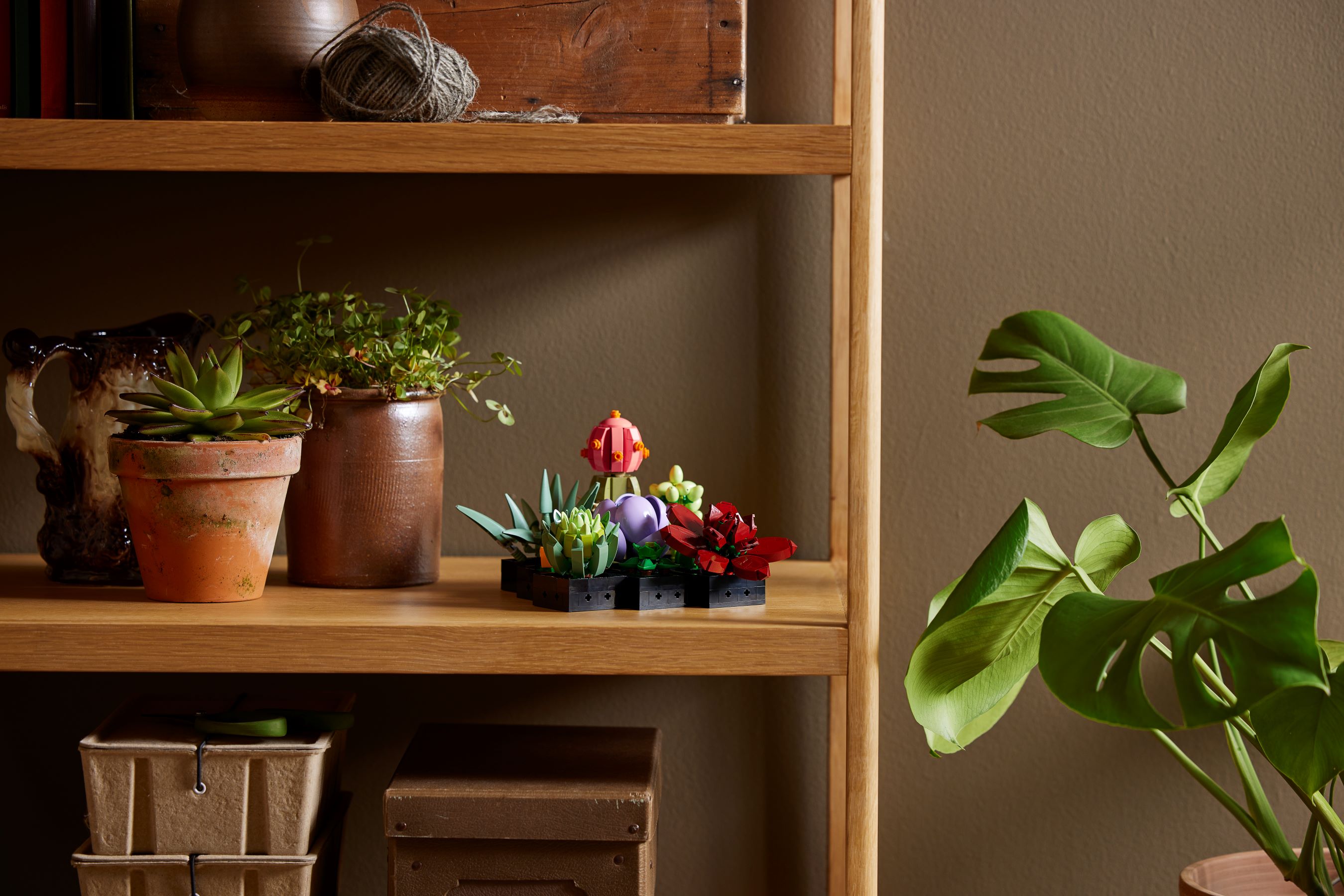 Vetplanten - Afbeelding 3 van 10