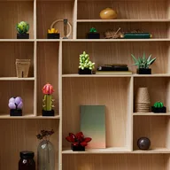 Vetplanten - Afbeelding 4 van 10