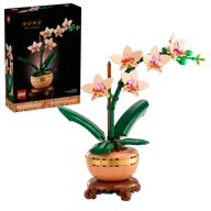 Miniorchidee - Afbeelding 2 van 9