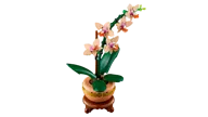 Miniorchidee - Afbeelding 5 van 9