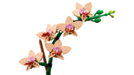 Miniorchidee - Afbeelding 6 van 9