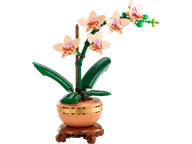 Miniorchidee - Afbeelding 1 van 9