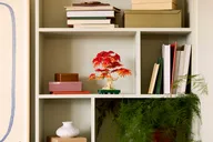 Vrolijke plantjes - Afbeelding 6 van 13