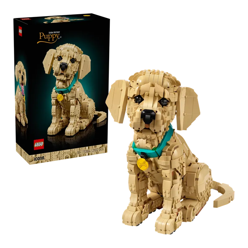 Golden Retriever Puppy