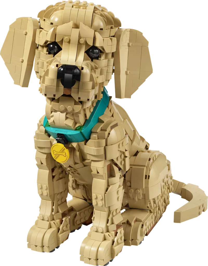 Golden Retriever Puppy