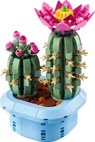 Bloeiende cactus - Afbeelding 1 van 11