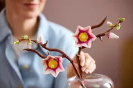 Magnolia Branches - Image 12 of 20