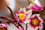 Magnolia Branches - Image 13 of 20