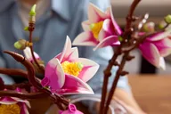 Magnolia Branches - Image 16 of 20