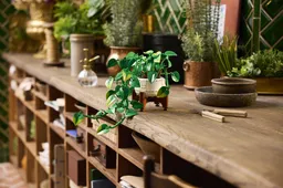 LEGO Hanging Golden Pothos (11512) - Bild 8