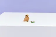 Schattige hamster met bloem - Afbeelding 11 van 24