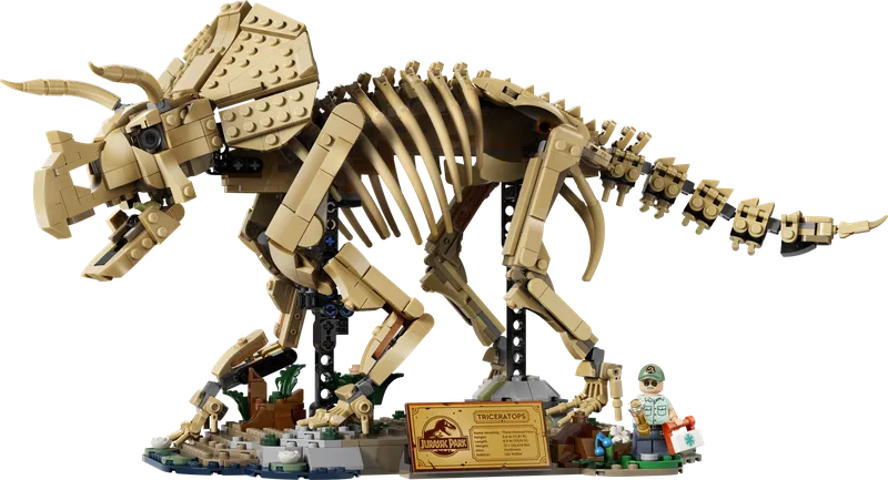 Dinosaur Fossils: Triceratops